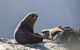 Real Journeys Milford Sound Overnight Cruises - thumb 3