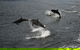Doubtful Sound Overnight Cruises - Real Journeys - thumb 3