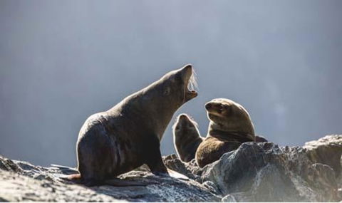Doubtful Sound Overnight Cruises - Real Journeys - Accommodation New Zealand 9