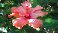 Hibiscus Bed  Breakfast