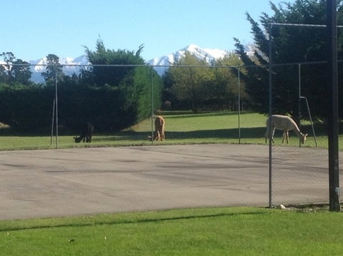 Pinegrove Homestead & Alpacas - Accommodation New Zealand 4
