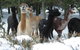 Pinegrove Homestead & Alpacas - thumb 2