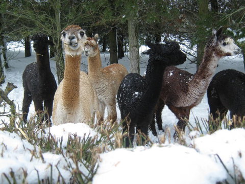 Pinegrove Homestead & Alpacas - Accommodation New Zealand 2