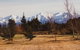 Pinegrove Homestead & Alpacas - thumb 1
