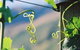 Pagan Vines Vineyard Accommodation - thumb 6
