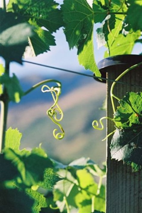 Pagan Vines Vineyard Accommodation - Accommodation New Zealand 6