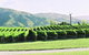 Pagan Vines Vineyard Accommodation - thumb 4