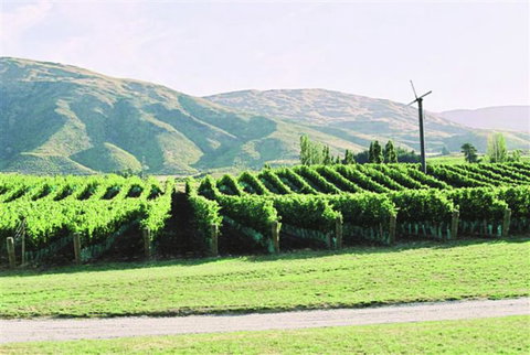 Pagan Vines Vineyard Accommodation - Accommodation New Zealand 4