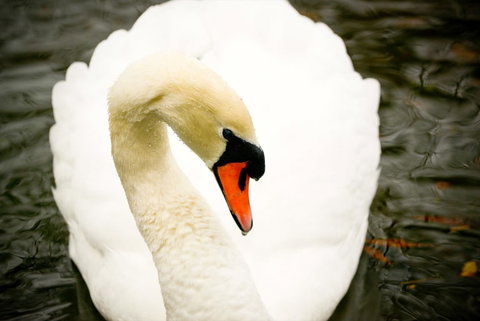 Silverstream Lodge - Accommodation New Zealand 0