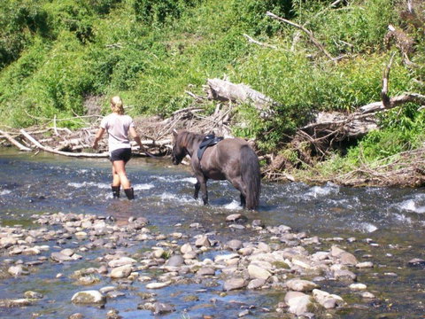 154 Kaniere Road Accommodation - Accommodation New Zealand 5