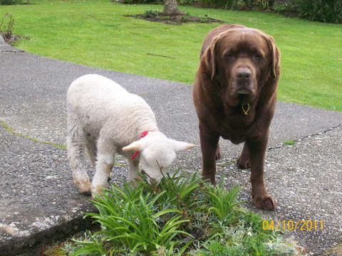 154 Kaniere Road Accommodation - Accommodation New Zealand 4