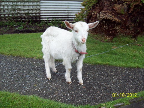 154 Kaniere Road Accommodation - Accommodation New Zealand 3