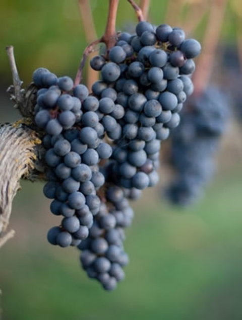 Affordable Westshore Holiday Park - Accommodation New Zealand 1