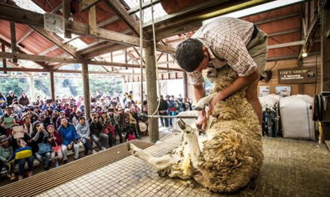 Real Journeys â€“ Queenstown, Fiordland & Stewart Island - Accommodation New Zealand 14