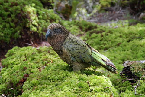 Destination Fiordland New Zealand - Accommodation New Zealand 4
