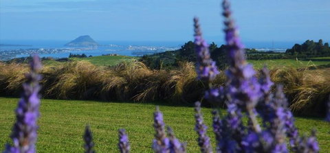 Tauranga Lodge - Accommodation New Zealand 3