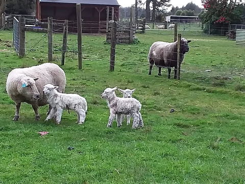 154 Kaniere Road Accommodation - Accommodation New Zealand 1