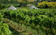 305inthevines - thumb 0