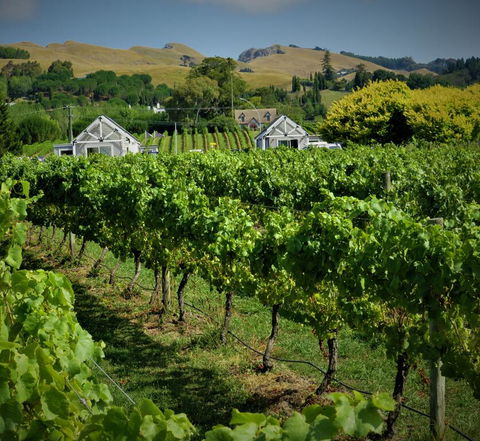 305inthevines - Accommodation New Zealand 0