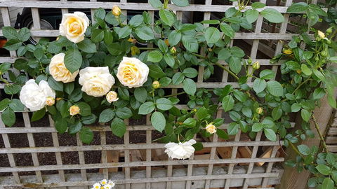 59 Chaucer Apartment - Accommodation New Zealand 2