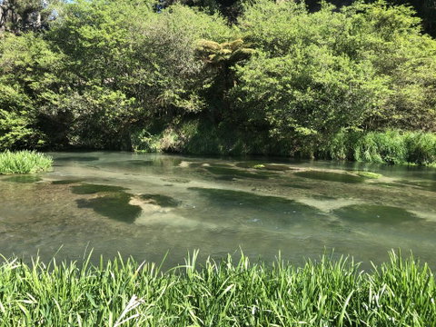 A1 Troutfishing At Tirau - Accommodation New Zealand 0