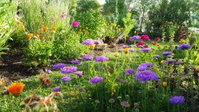 Blooming Delight Tauranga