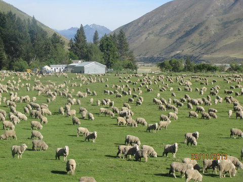 Dunstan Downs High Country Sheep Station - Accommodation New Zealand 0