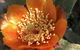 English Cherry Tree Manor - thumb 3