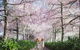 English Cherry Tree Manor - thumb 0