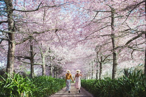 English Cherry Tree Manor - Accommodation New Zealand 0