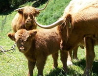 Essons Valley Farmstay BB