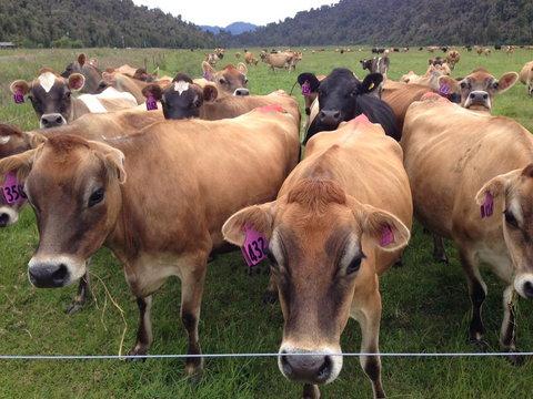 Franz Country House - Accommodation New Zealand 1