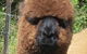 Gallin Farm Alpacas And Farmstay - thumb 3