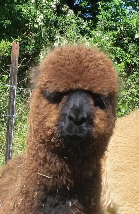 Gallin Farm Alpacas And Farmstay - Accommodation New Zealand 3
