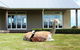 Gallin Farm Alpacas And Farmstay - thumb 0