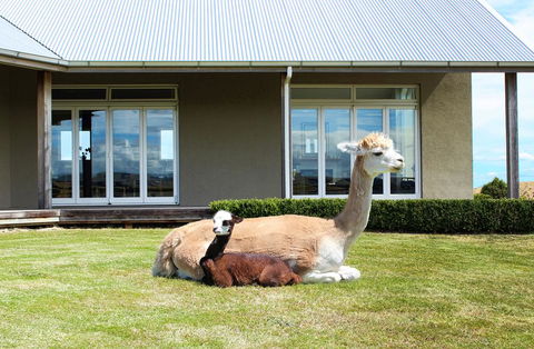 Gallin Farm Alpacas And Farmstay - Accommodation New Zealand 0