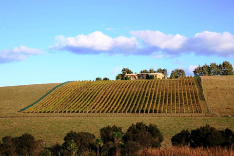 Gillman Vineyard - Matakana Holiday Home - Accommodation New Zealand 2