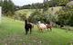 Grant And Sue's Alpacas - thumb 0