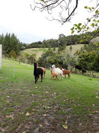Grant and Sue's alpacas