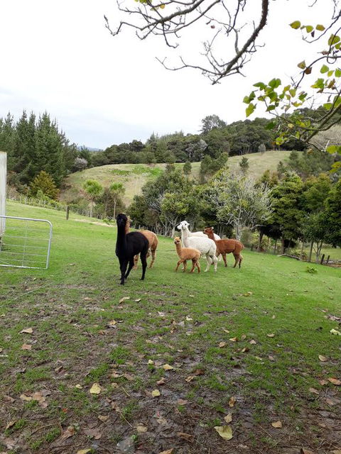 Grant And Sue's Alpacas - Accommodation New Zealand 0