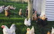 Gumtree Farmstay - thumb 3