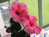 Hibiscus Bed  Breakfast