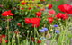 Kereru Cottage - thumb 1