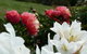 L'abri Bed And Breakfast - thumb 1