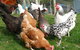 L'abri Bed And Breakfast - thumb 0