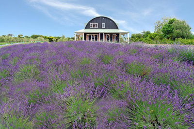 Lavender Hill