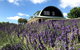 Lavender Hill - thumb 1