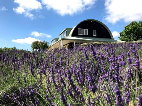 Lavender Hill - Accommodation New Zealand 1