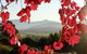 Mitchella Farm - thumb 1
