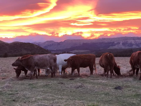 Mohaka River Farm - Accommodation New Zealand 0